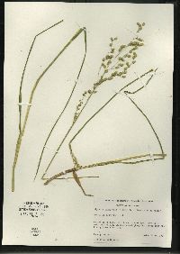 Glyceria canadensis image