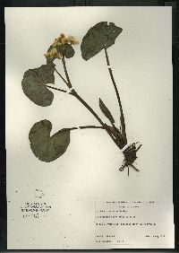 Caltha palustris image