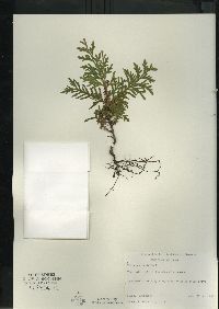 Thuja occidentalis image