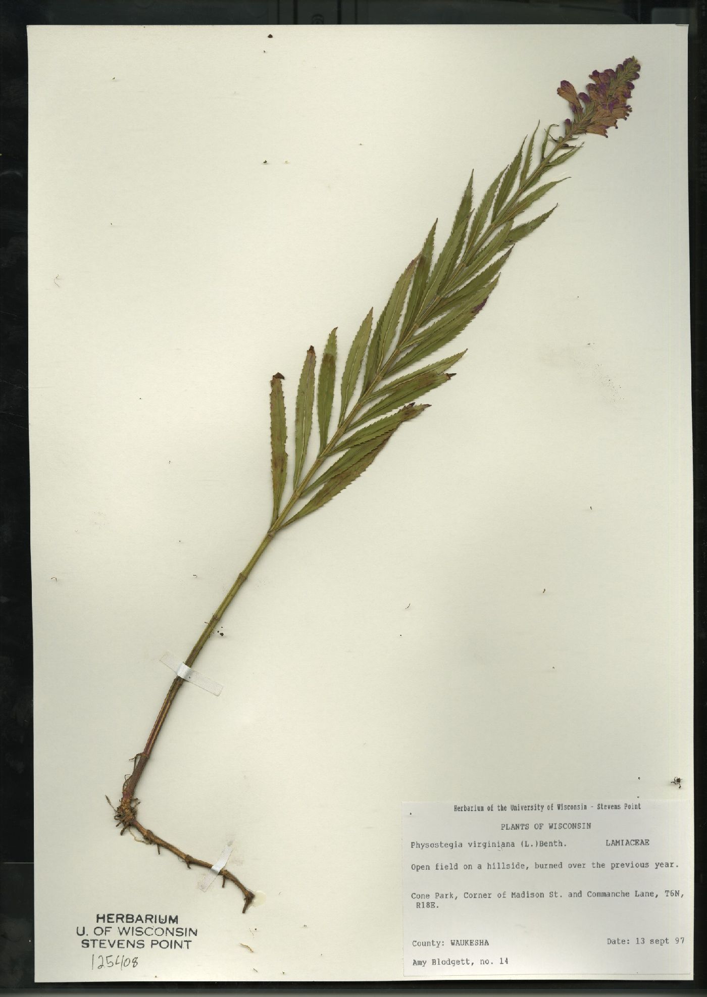 Physostegia virginiana subsp. virginiana image