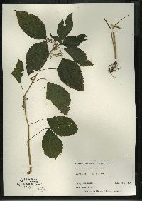 Laportea canadensis image