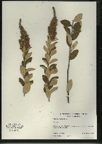 Spiraea tomentosa var. rosea image