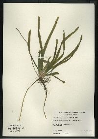 Vallisneria americana image