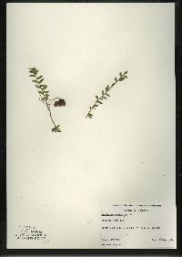 Vaccinium macrocarpon image