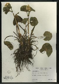 Caltha palustris image