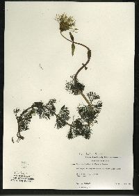 Bidens beckii image