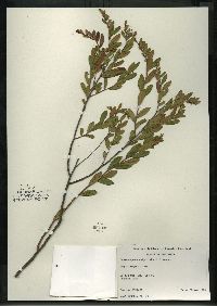 Chamaedaphne calyculata image