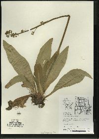 Micranthes pensylvanica image