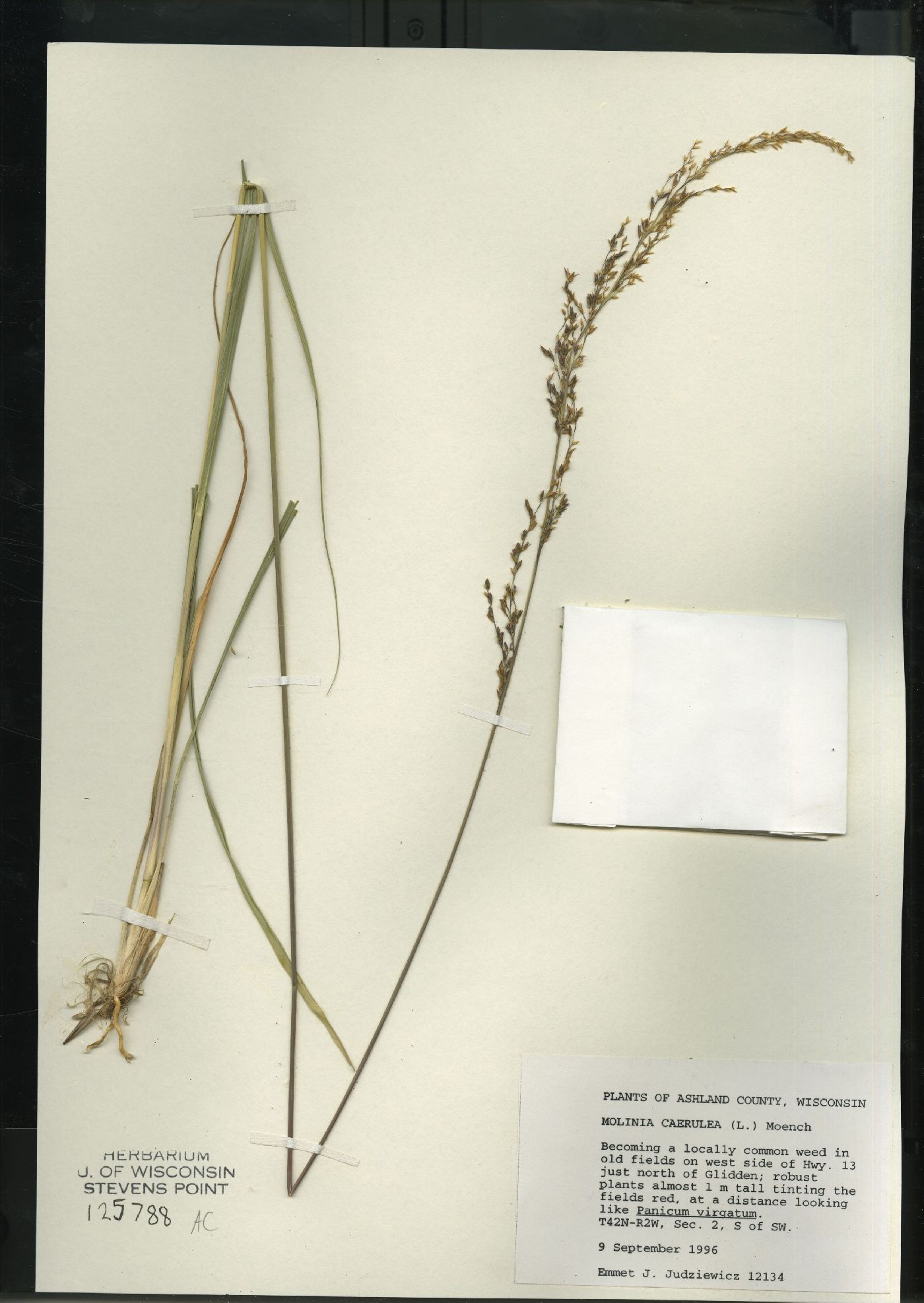 Molinia caerulea image