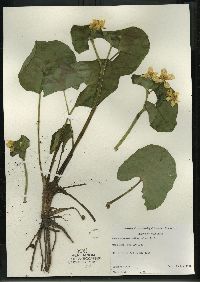 Caltha palustris image