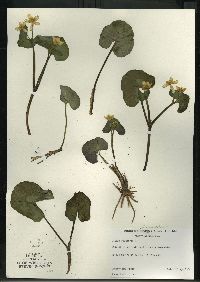 Caltha palustris image