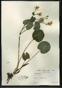 Caltha palustris image