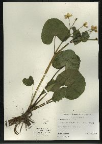 Caltha palustris image