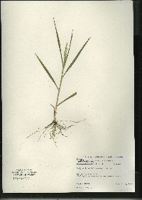 Panicum dichotomiflorum subsp. dichotomiflorum image