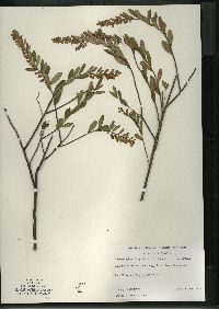 Chamaedaphne calyculata image