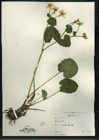 Caltha palustris image