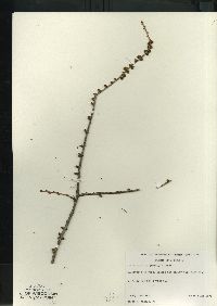 Larix laricina image