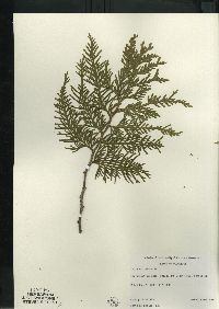 Thuja occidentalis image