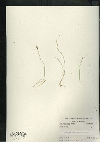 Carex gynocrates image