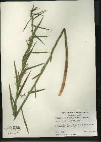 Dulichium arundinaceum var. arundinaceum image