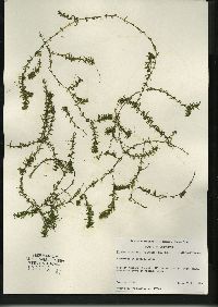 Elodea nuttallii image