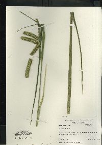 Carex comosa image