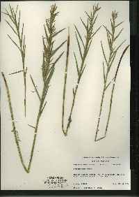 Dulichium arundinaceum var. arundinaceum image