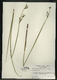 Juncus brevicaudatus image