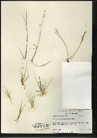 Juncus pelocarpus image