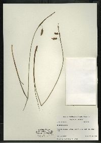 Carex limosa image