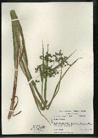 Scirpus microcarpus image