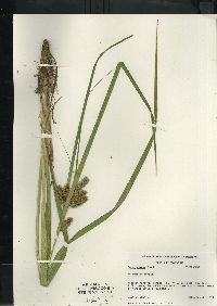 Carex comosa image