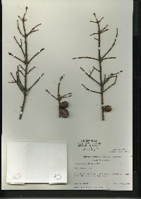 Picea mariana image