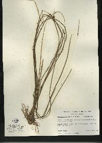 Sparganium angustifolium image