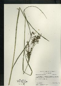 Scirpus atrocinctus image