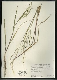 Panicum dichotomiflorum subsp. dichotomiflorum image