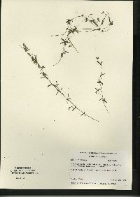 Galium trifidum subsp. trifidum image