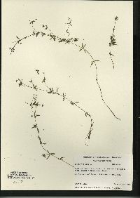 Galium trifidum subsp. trifidum image