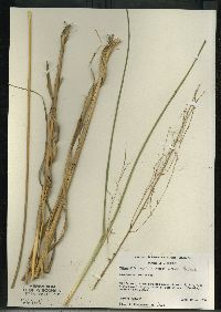 Calamovilfa longifolia image