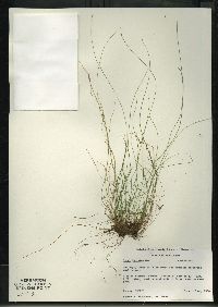 Carex leptalea subsp. leptalea image