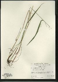 Festuca subverticillata image