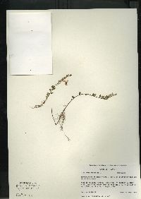 Vaccinium oxycoccos image