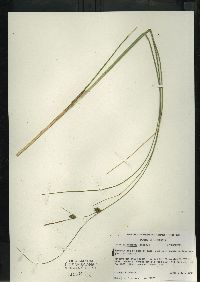 Carex oligosperma image