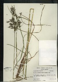 Scirpus atrocinctus image