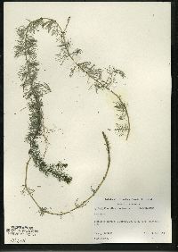 Myriophyllum sibiricum image