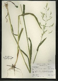 Milium effusum image