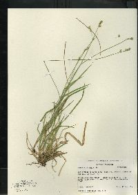 Carex bromoides image