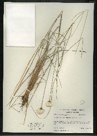 Eriophorum vaginatum image