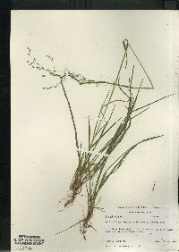 Poa alsodes image