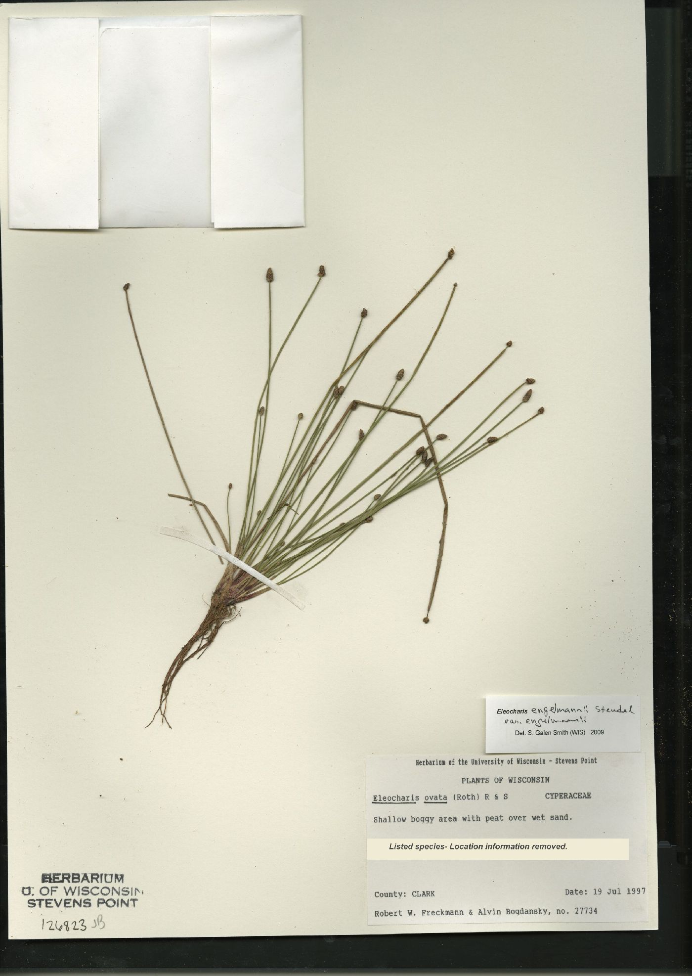 Eleocharis engelmannii var. engelmannii image
